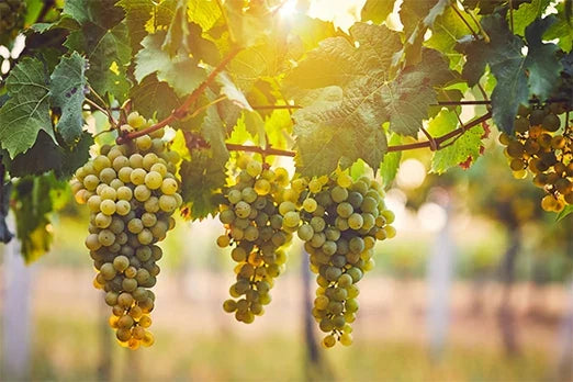 Siciliens viner – en introduktion till ön där solen möter vulkanen