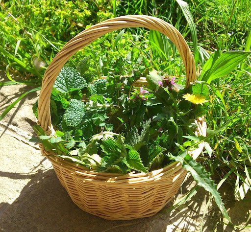 Att leva med naturen – traditionen att plocka vilda örter på Sicilien